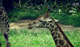 女人与动物交配视频,揭秘人类与动物交配的禁忌真相